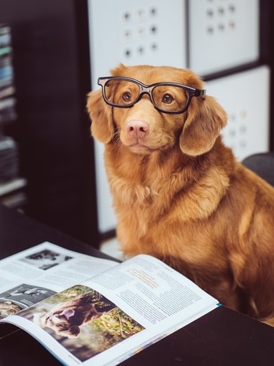 狗坐在书前